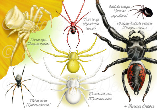 Araignées diverses