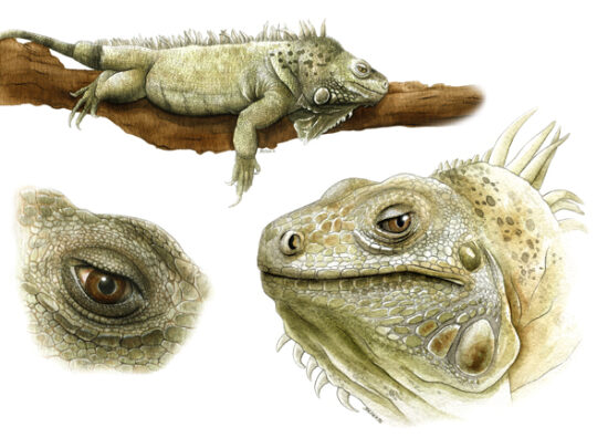 Iguane vert