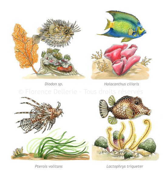 Poissons