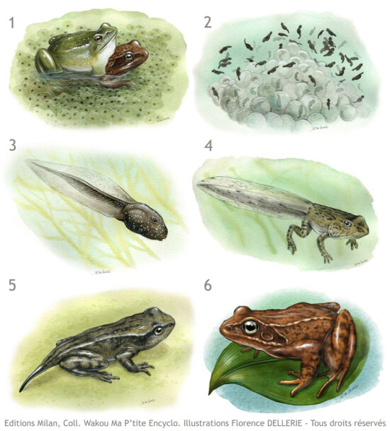 Cycle de vie de la grenouille